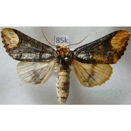 Phalera bucephala (Linnaeus, 1758) male Narożnica zbrojówka Czech85k